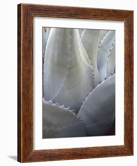 Big Bend National Park, Close-Up Detail, Yucca Plant, Texas, Usa-Gerry Reynolds-Framed Photographic Print