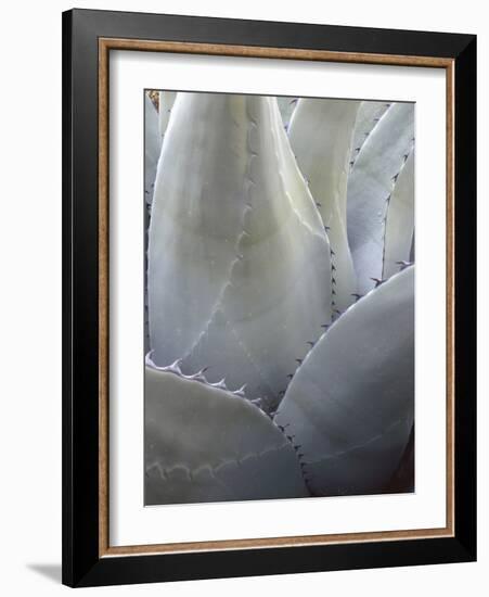 Big Bend National Park, Close-Up Detail, Yucca Plant, Texas, Usa-Gerry Reynolds-Framed Photographic Print