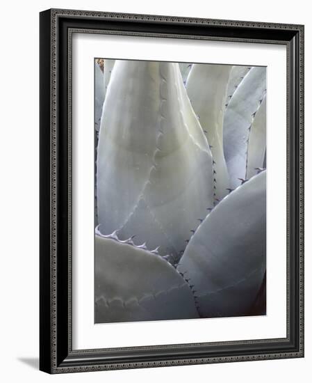 Big Bend National Park, Close-Up Detail, Yucca Plant, Texas, Usa-Gerry Reynolds-Framed Photographic Print