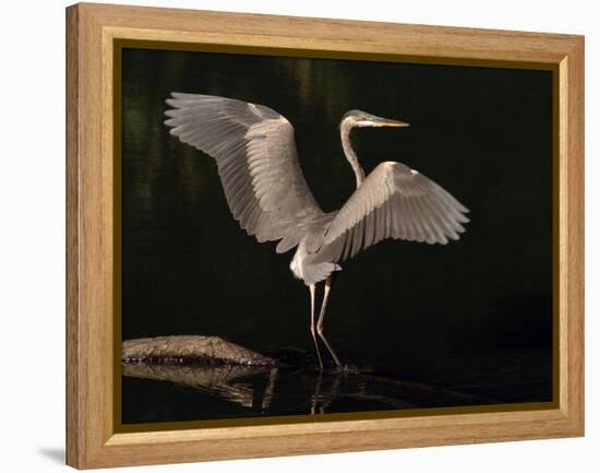 Big Bird-J.D. Mcfarlan-Framed Premier Image Canvas