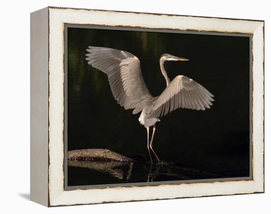 Big Bird-J.D. Mcfarlan-Framed Premier Image Canvas