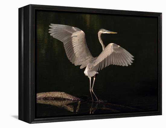 Big Bird-J.D. Mcfarlan-Framed Premier Image Canvas