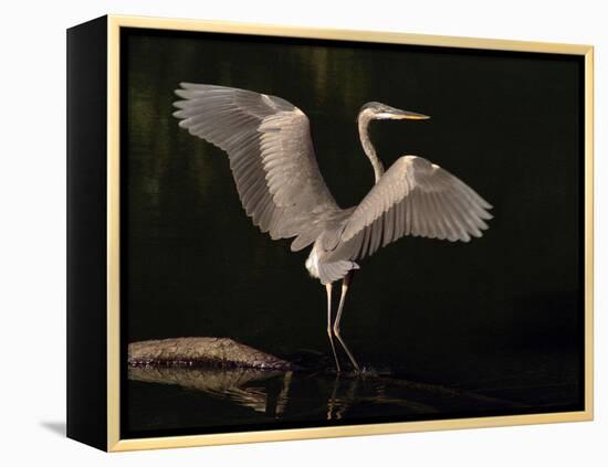 Big Bird-J.D. Mcfarlan-Framed Premier Image Canvas