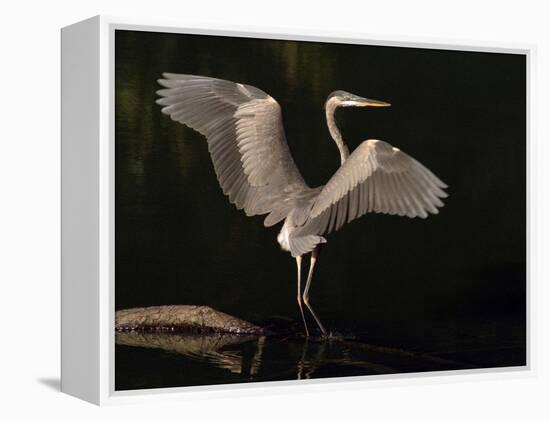 Big Bird-J.D. Mcfarlan-Framed Premier Image Canvas