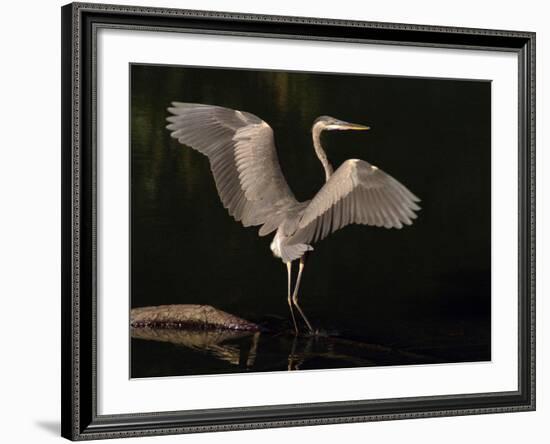 Big Bird-J.D. Mcfarlan-Framed Photographic Print