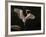 Big Bird-J.D. Mcfarlan-Framed Photographic Print