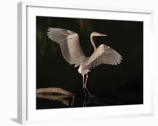 Big Bird-J.D. Mcfarlan-Framed Photographic Print