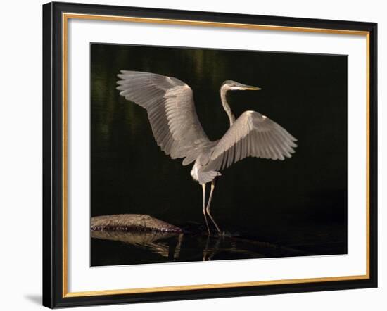 Big Bird-J.D. Mcfarlan-Framed Photographic Print