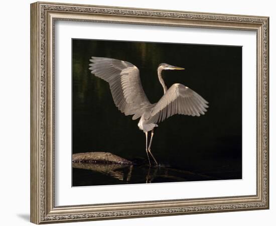 Big Bird-J.D. Mcfarlan-Framed Photographic Print