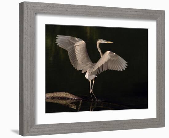 Big Bird-J.D. Mcfarlan-Framed Photographic Print