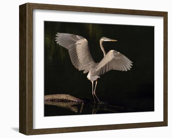 Big Bird-J.D. Mcfarlan-Framed Photographic Print