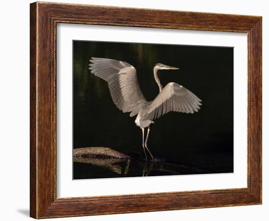 Big Bird-J.D. Mcfarlan-Framed Photographic Print