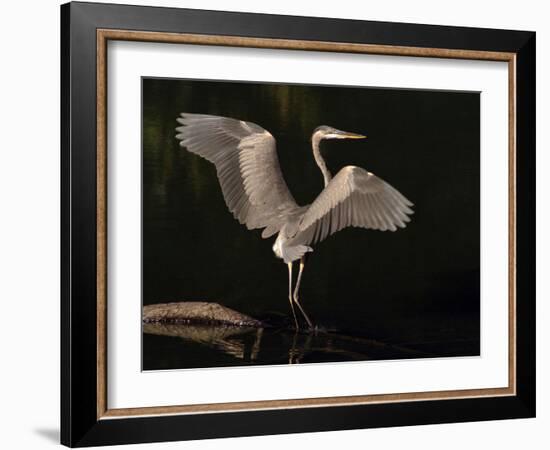 Big Bird-J.D. Mcfarlan-Framed Photographic Print