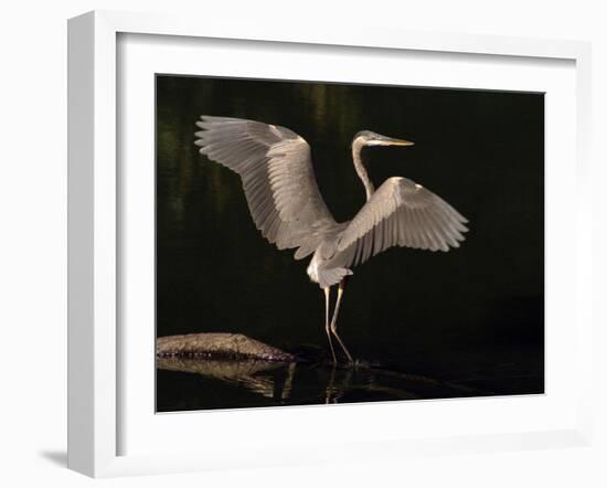 Big Bird-J.D. Mcfarlan-Framed Photographic Print