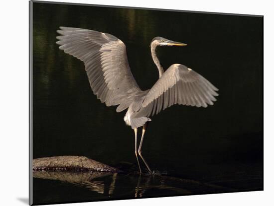 Big Bird-J.D. Mcfarlan-Mounted Photographic Print