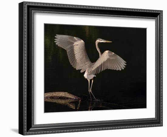 Big Bird-J.D. Mcfarlan-Framed Photographic Print