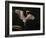 Big Bird-J.D. Mcfarlan-Framed Photographic Print