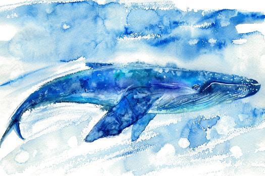 Big Blue Whale and  Hand Drawn Illustration. Realistic Underwater  Animal Art.' Art Print - Jula_Lily 