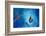 Big blue-Heidi Westum-Framed Photographic Print