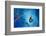 Big blue-Heidi Westum-Framed Photographic Print