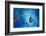 Big blue-Heidi Westum-Framed Photographic Print