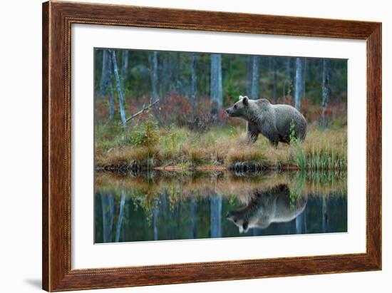 Big Brown Bear Walking around Lake in the Morning Sun. Dangerous Animal in the Forest. Wildlife Sce-Ondrej Prosicky-Framed Photographic Print