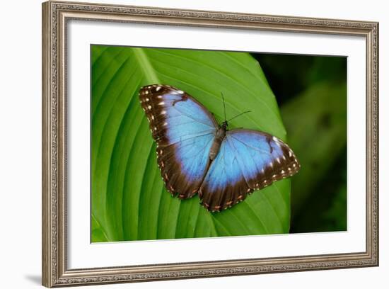 Big Butterfly Blue Morpho, Morpho Peleides, Sitting on Green Leaves, Costa Rica-Ondrej Prosicky-Framed Photographic Print