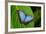 Big Butterfly Blue Morpho, Morpho Peleides, Sitting on Green Leaves, Costa Rica-Ondrej Prosicky-Framed Photographic Print