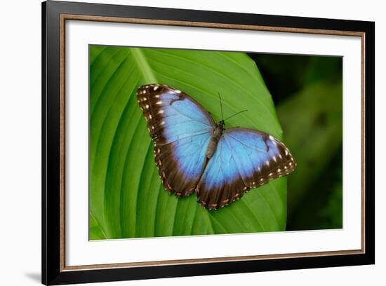 Big Butterfly Blue Morpho, Morpho Peleides, Sitting on Green Leaves, Costa Rica-Ondrej Prosicky-Framed Photographic Print