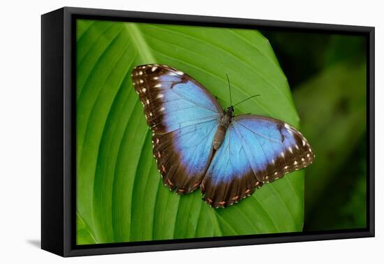 Big Butterfly Blue Morpho, Morpho Peleides, Sitting on Green Leaves, Costa Rica-Ondrej Prosicky-Framed Premier Image Canvas