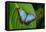 Big Butterfly Blue Morpho, Morpho Peleides, Sitting on Green Leaves, Costa Rica-Ondrej Prosicky-Framed Premier Image Canvas