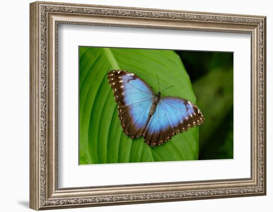 Big Butterfly Blue Morpho, Morpho Peleides, Sitting on Green Leaves, Costa Rica-Ondrej Prosicky-Framed Photographic Print