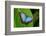 Big Butterfly Blue Morpho, Morpho Peleides, Sitting on Green Leaves, Costa Rica-Ondrej Prosicky-Framed Photographic Print