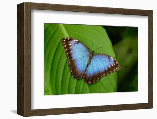 Big Butterfly Blue Morpho, Morpho Peleides, Sitting on Green Leaves, Costa Rica-Ondrej Prosicky-Framed Photographic Print