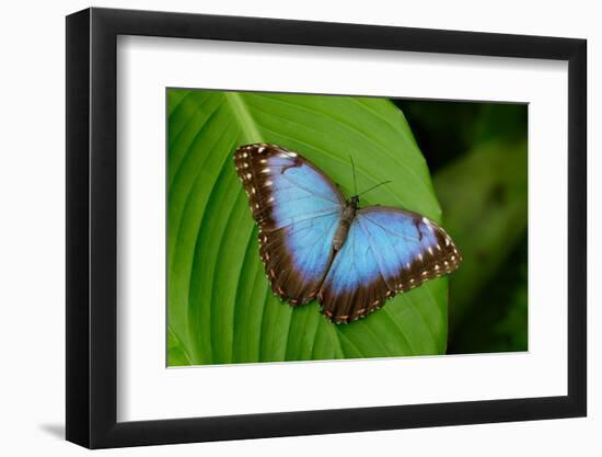 Big Butterfly Blue Morpho, Morpho Peleides, Sitting on Green Leaves, Costa Rica-Ondrej Prosicky-Framed Photographic Print