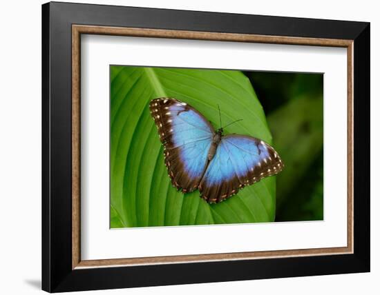 Big Butterfly Blue Morpho, Morpho Peleides, Sitting on Green Leaves, Costa Rica-Ondrej Prosicky-Framed Photographic Print