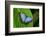 Big Butterfly Blue Morpho, Morpho Peleides, Sitting on Green Leaves, Costa Rica-Ondrej Prosicky-Framed Photographic Print