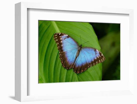 Big Butterfly Blue Morpho, Morpho Peleides, Sitting on Green Leaves, Costa Rica-Ondrej Prosicky-Framed Photographic Print