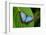 Big Butterfly Blue Morpho, Morpho Peleides, Sitting on Green Leaves, Costa Rica-Ondrej Prosicky-Framed Photographic Print