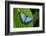 Big Butterfly Blue Morpho, Morpho Peleides, Sitting on Green Leaves, Costa Rica-Ondrej Prosicky-Framed Photographic Print