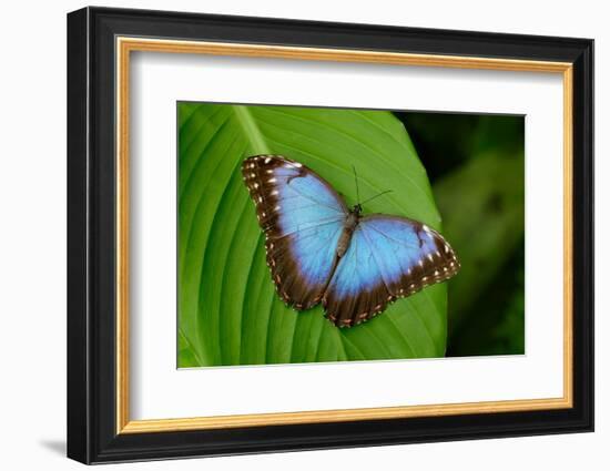 Big Butterfly Blue Morpho, Morpho Peleides, Sitting on Green Leaves, Costa Rica-Ondrej Prosicky-Framed Photographic Print