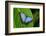 Big Butterfly Blue Morpho, Morpho Peleides, Sitting on Green Leaves, Costa Rica-Ondrej Prosicky-Framed Photographic Print