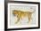 Big Cat II-Albena Hristova-Framed Art Print