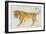 Big Cat II-Albena Hristova-Framed Art Print