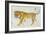 Big Cat II-Albena Hristova-Framed Art Print