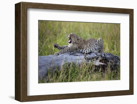 Big Cat-Alessandro Catta-Framed Photographic Print