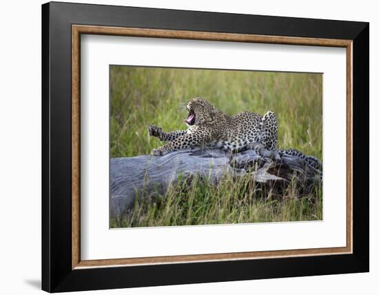 Big Cat-Alessandro Catta-Framed Photographic Print