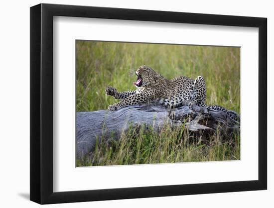 Big Cat-Alessandro Catta-Framed Photographic Print