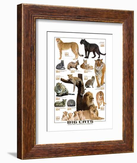 Big Cats-null-Framed Premium Giclee Print