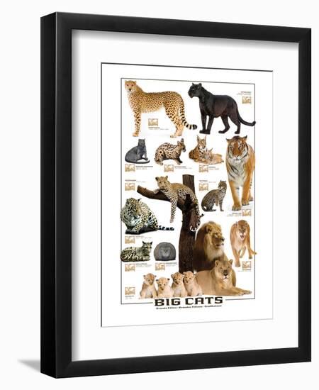 Big Cats-null-Framed Premium Giclee Print